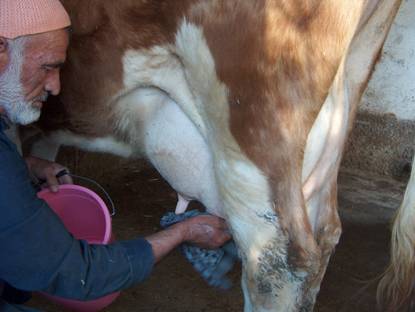 Memelerin kurulanmas?